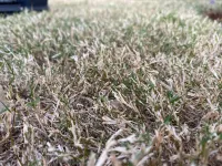 img of Grass Clippings