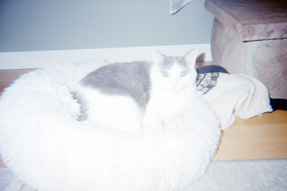 img of Winter Blossom