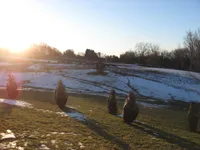 img of Cold Shoulder