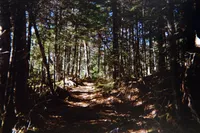 img of Echoes of Yesterday