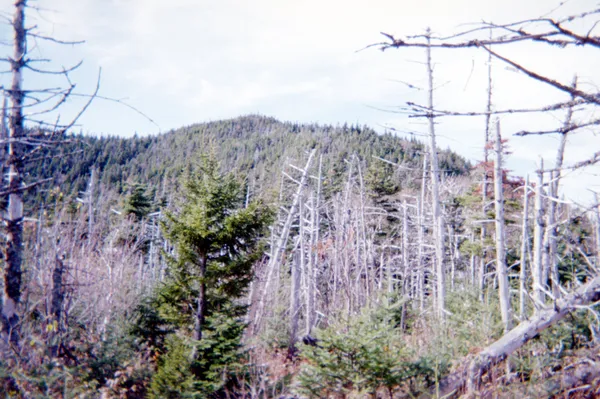 img of Field of Sheep