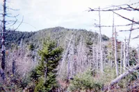 img of Field of Sheep