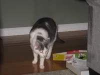 img of Party Animal